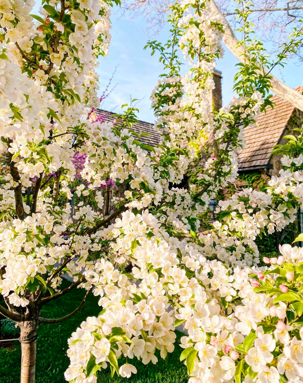 FLOWERING TREES